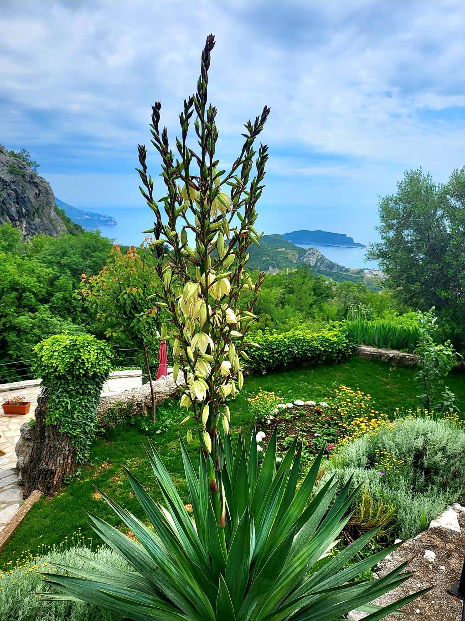 Villa Nera Budva Dış mekan fotoğraf
